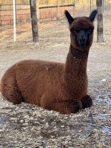 A Peaceful Retreat at Cape County Alpacas: Tours and Store Highlights